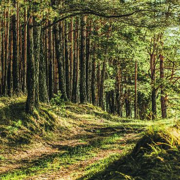 Wald: Wichtiges Ökosystem für die Ernährungssicherheit