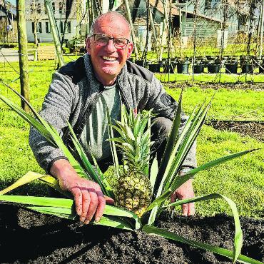 Erste Ananas aus der Region kommen bald in den Verkauf