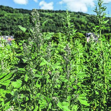 Pflanzliche Ernährung – Bauern bleiben auf der Strecke