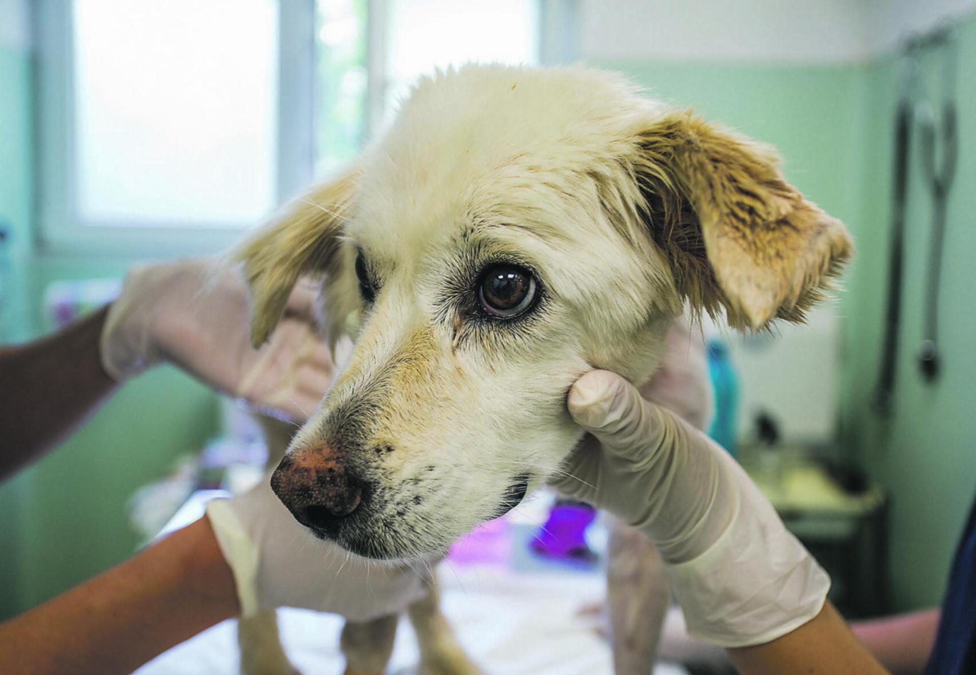 Während des ersten Termins beim Tierarzt sollten nach Möglichkeit keine schmerzhaften Behandlungen oder Impfungen durchgeführt werden. Bild: Vier Pfoten/Hristo Vladev