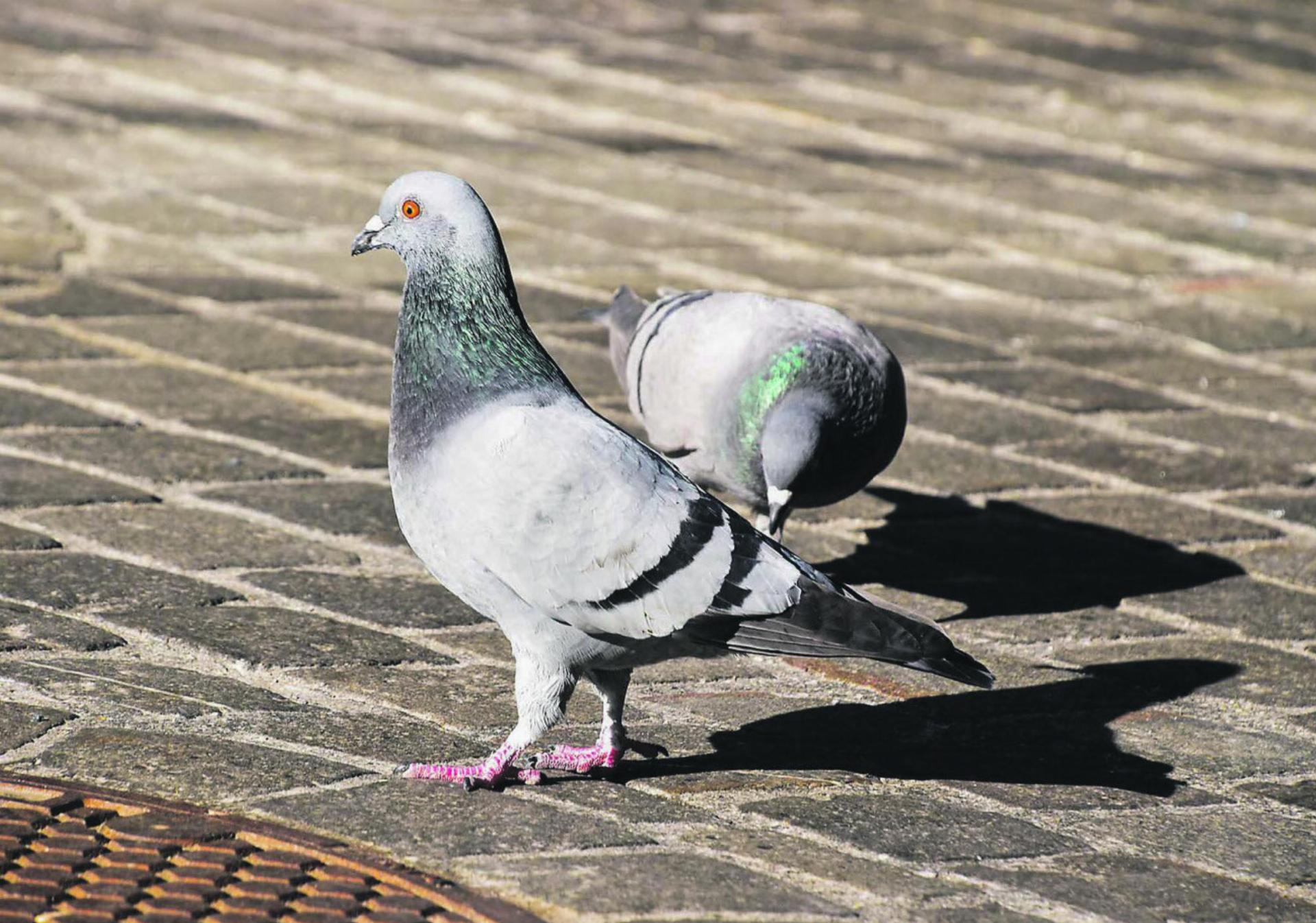 Ratten der Lüfte oder erfolgreiche Kulturfolgerin?