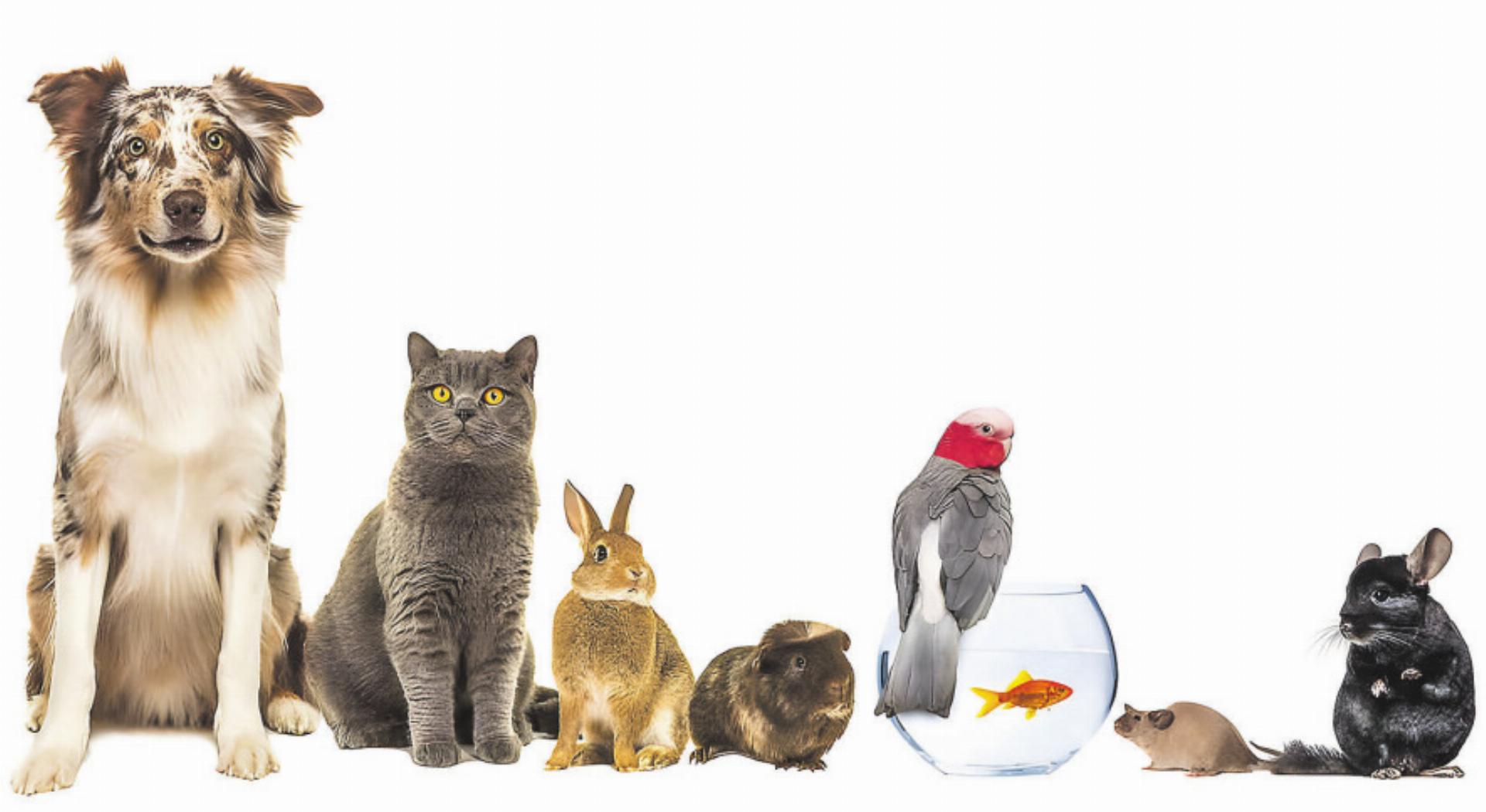 Ökumenischer Tiersegnungs-Gottesdienst - Das Bild wird blockiert. – Möglicherweise durch einen aktiven Adblocker.