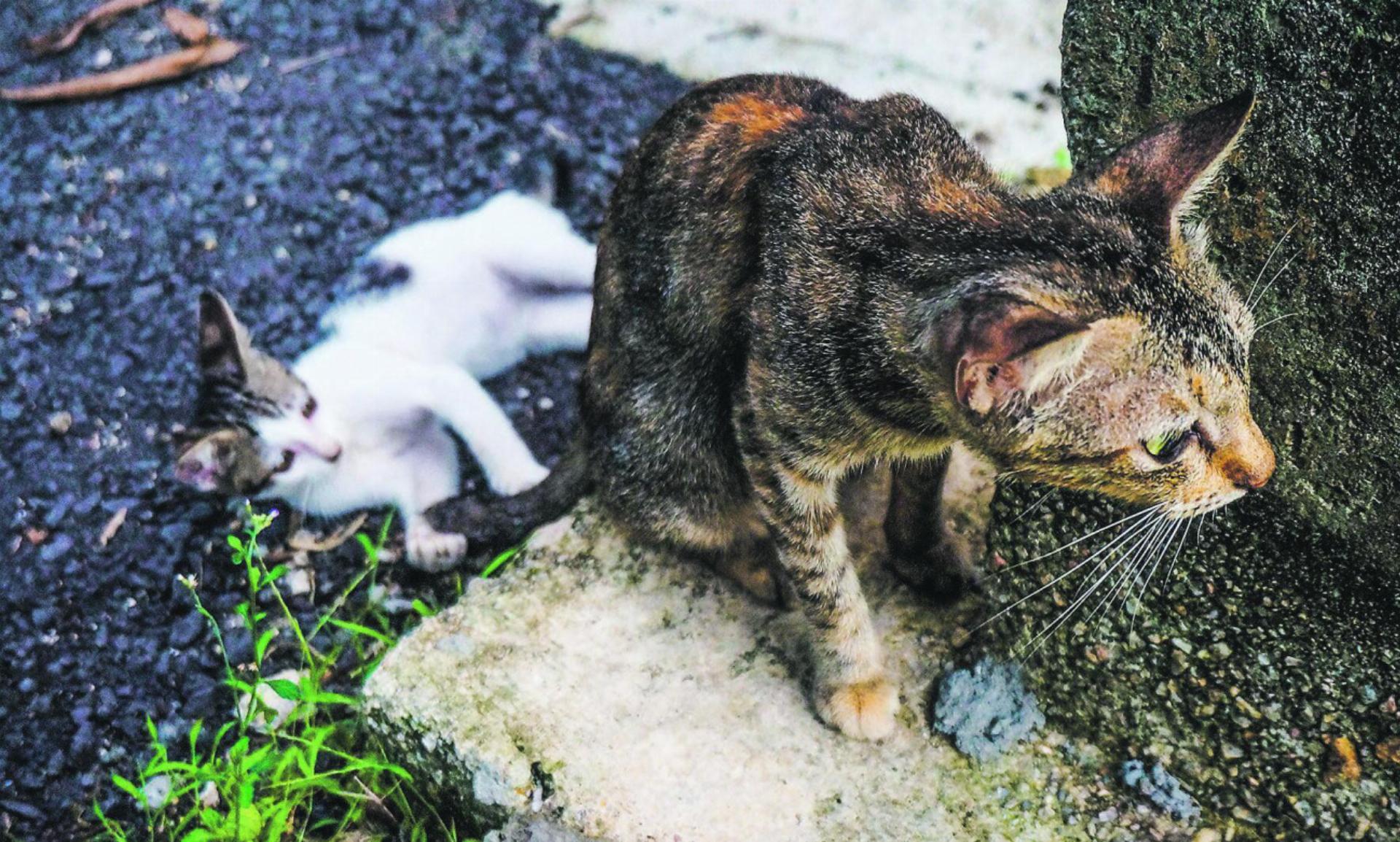 Wichtige «tierische» Verhaltensregeln für die Ferien im Ausland