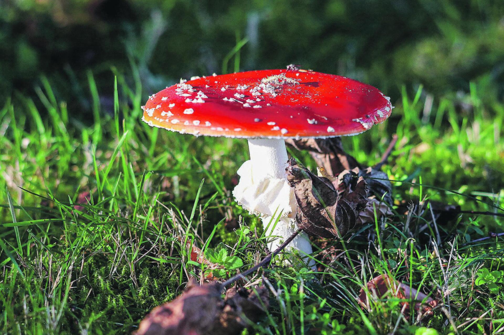 Vorsicht beim Pilze sammeln
