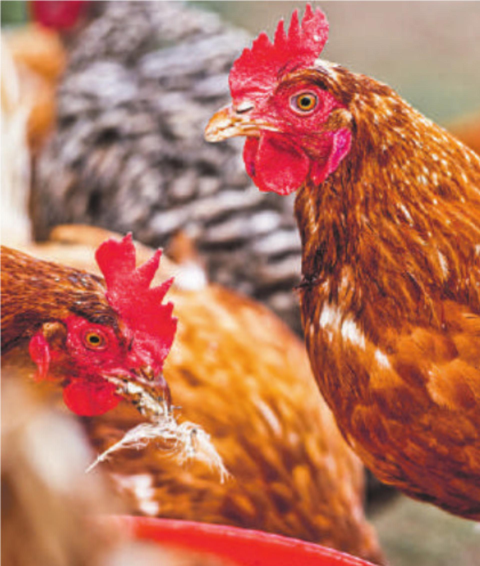 Initiative fordert das Bio-Land Schweiz in der Tierhaltung