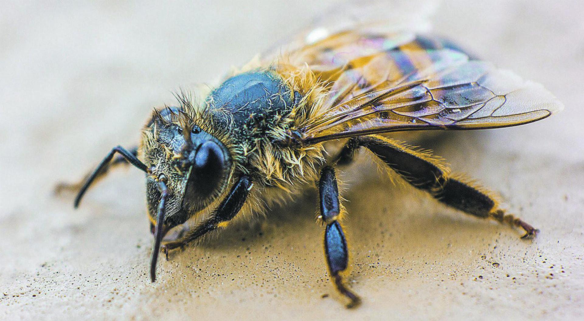 Vorsicht vor Bienen und Wespen