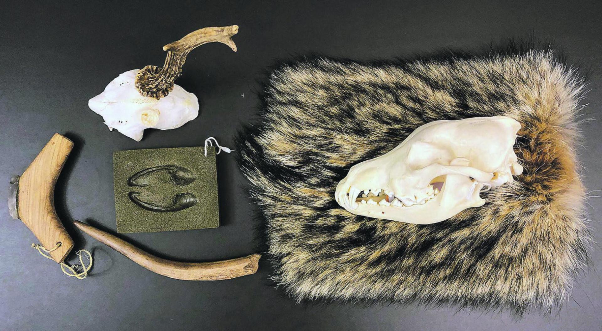 «Wild & Jagd» fühlen, statt sehen