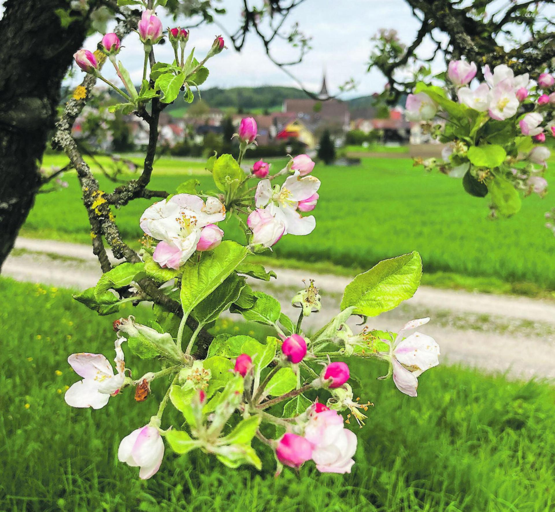 Blühender Apfelbaum bei Elgg: Frühlingsbeginn heisst Marktbeginn. Bild: Barbara Gut