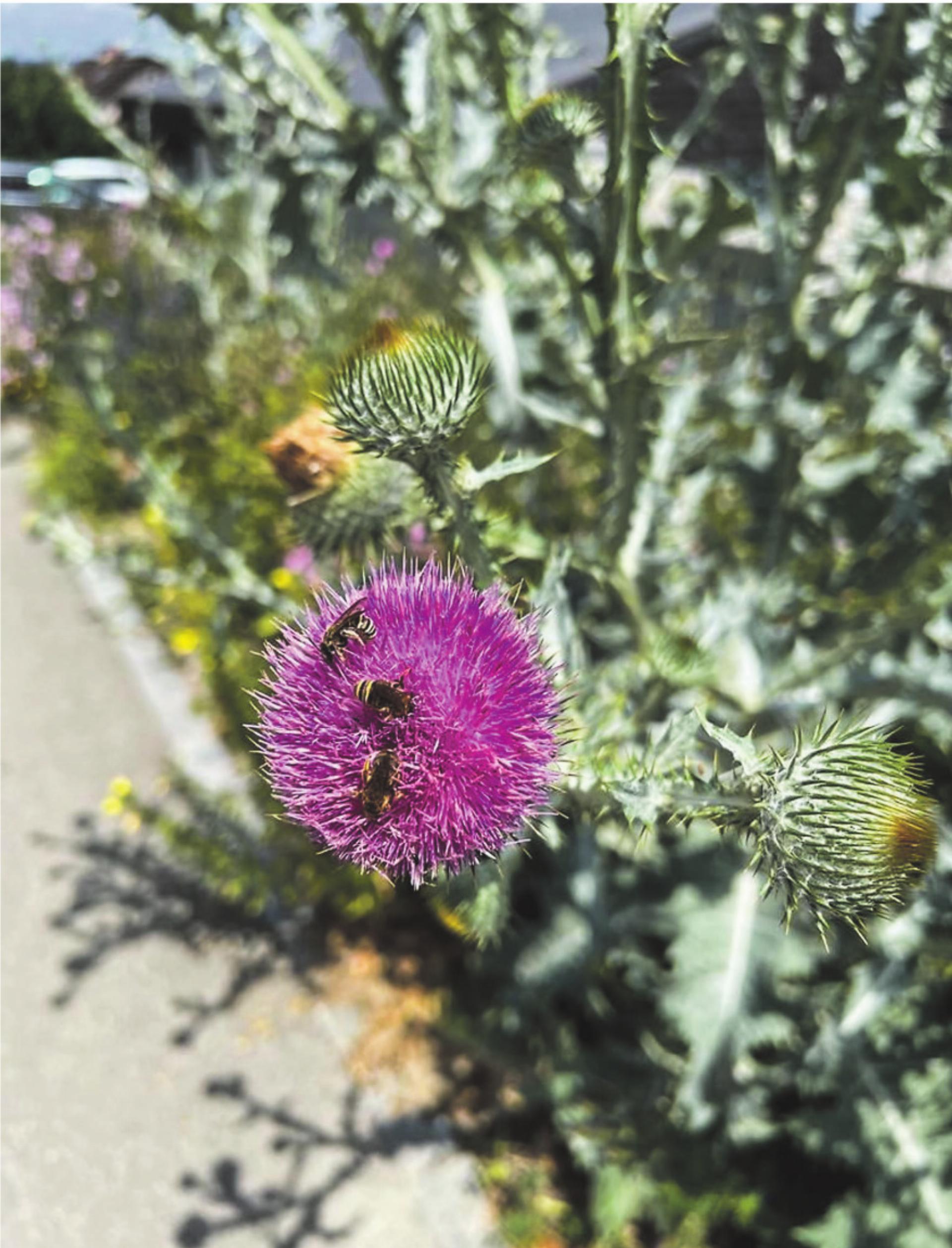 Naturnahe Flächen in Aadorf: Geduld zahlt sich aus - Das Bild wird blockiert. – Möglicherweise durch einen aktiven Adblocker.