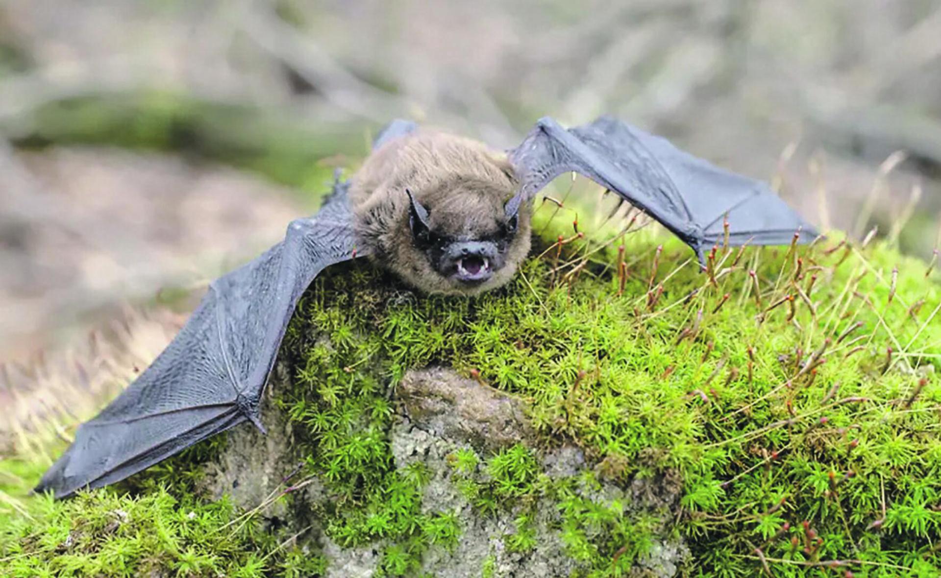 Fledermäuse beobachten in der Batnight