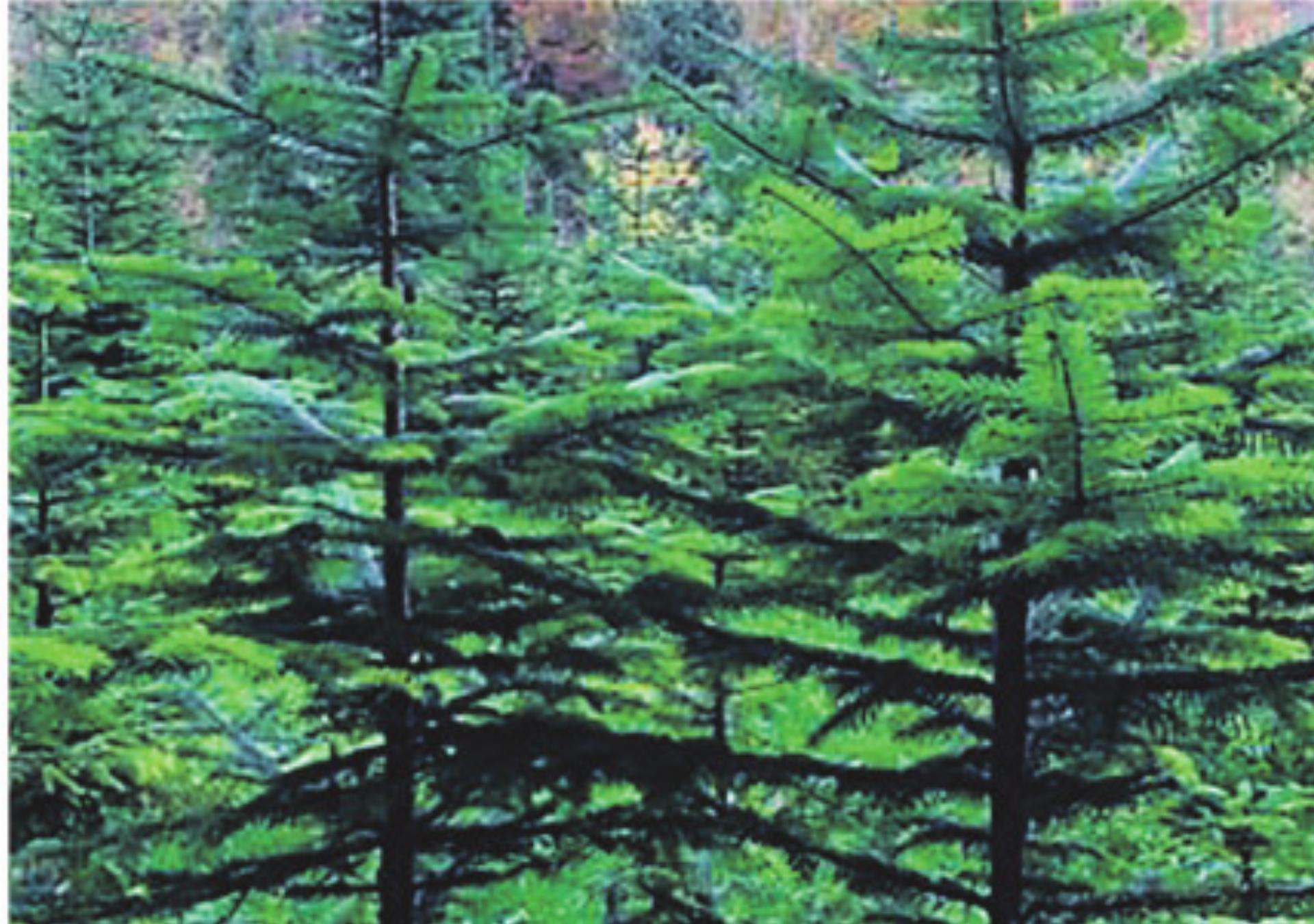 Christbaumverkauf Forst Elgg - Das Bild wird blockiert. – Möglicherweise durch einen aktiven Adblocker.