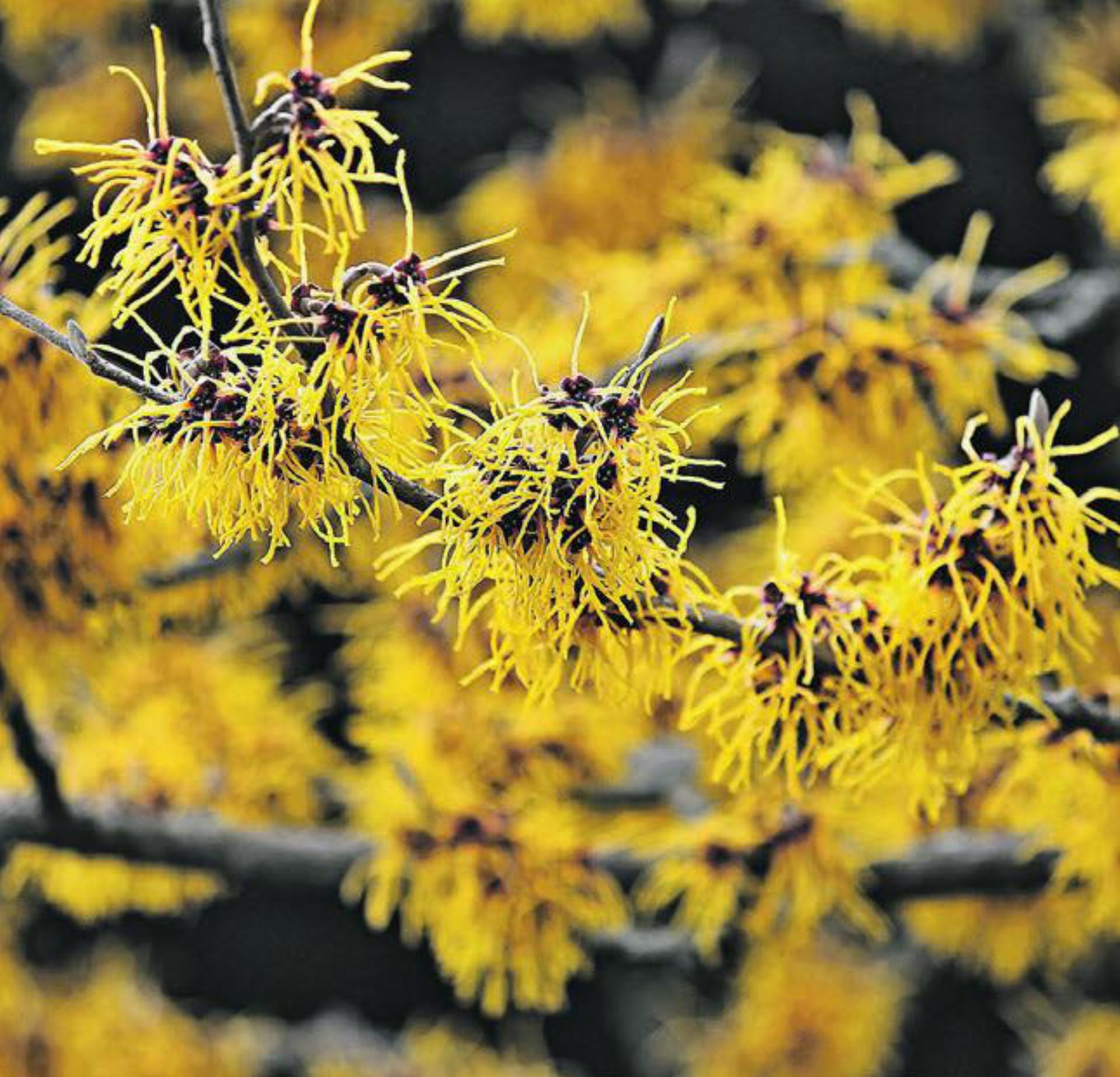 Heimische Alternativen zu Exoten im Garten