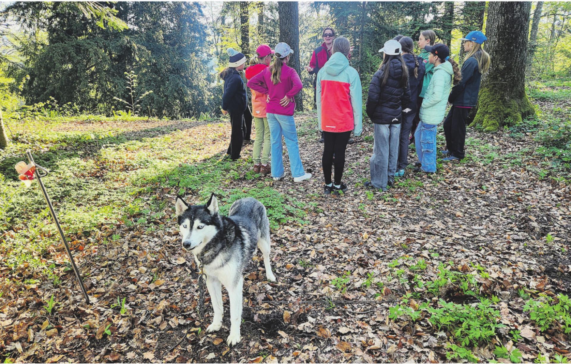 Ein Tag voller Husky-Magie am Heerenberg - Das Bild wird blockiert. – Möglicherweise durch einen aktiven Adblocker.