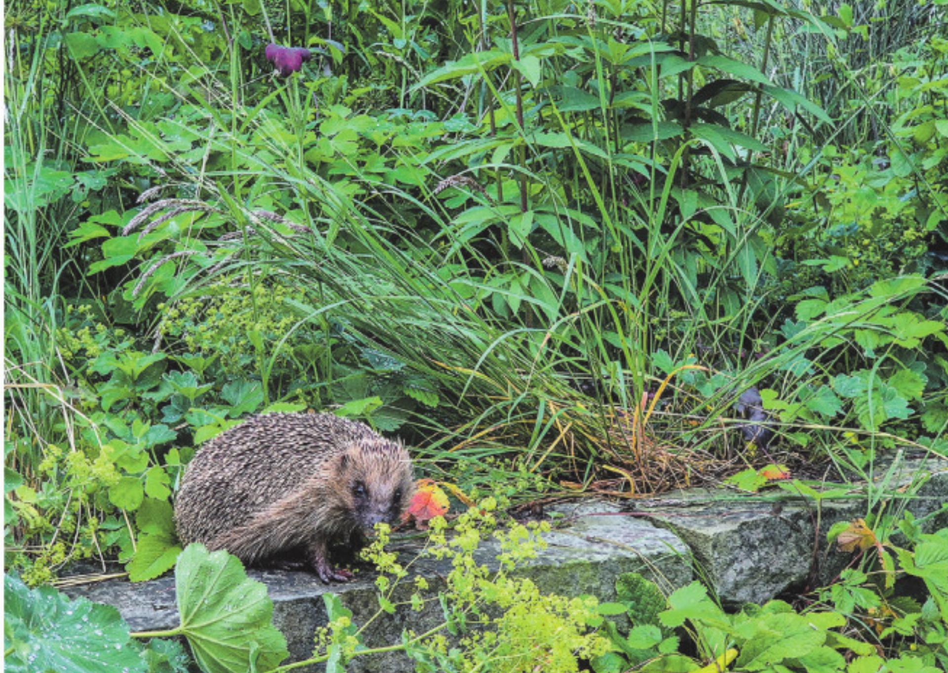 Natur und Leben im eigenen Garten fördern - Das Bild wird blockiert. – Möglicherweise durch einen aktiven Adblocker.