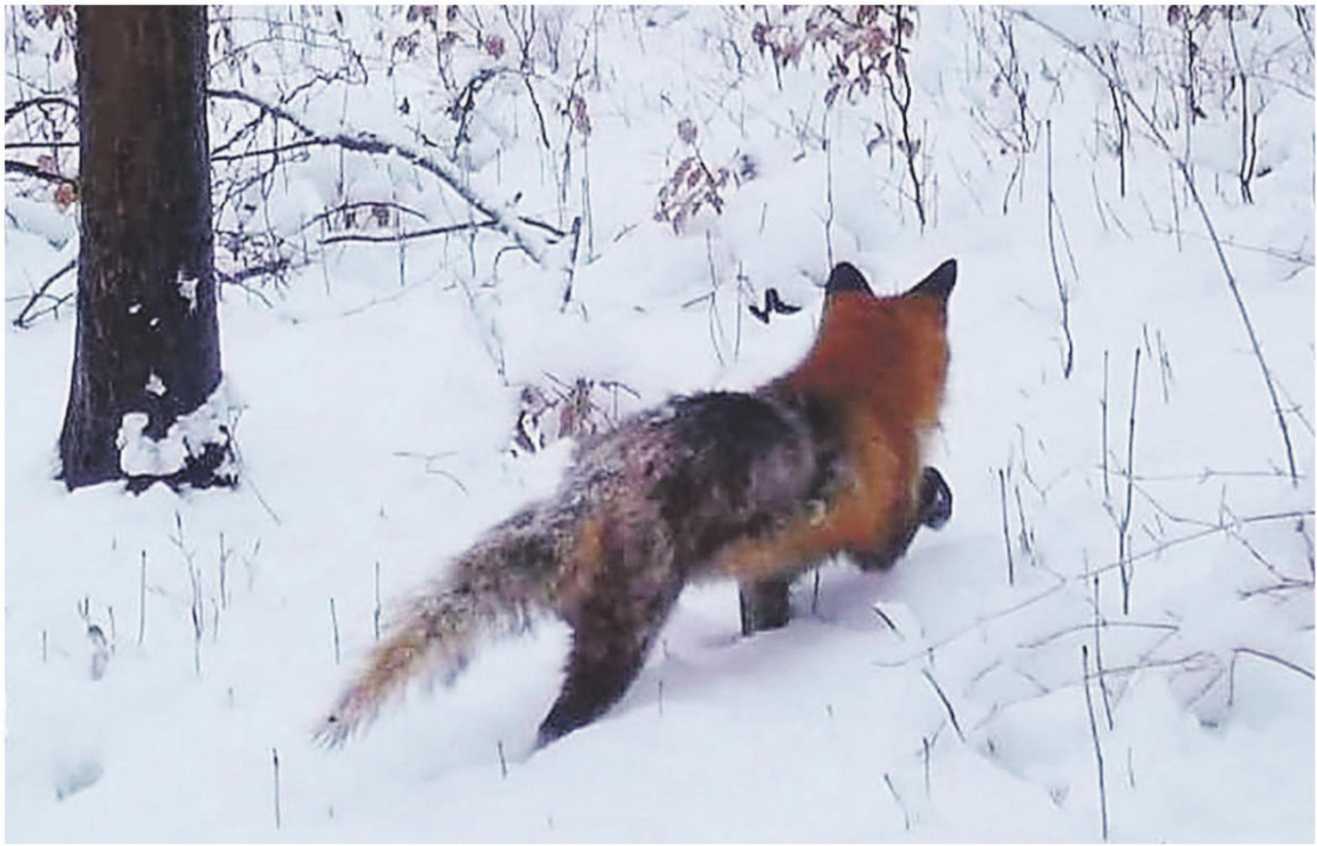 Ein an Räude erkrankter Fuchs, aufgenommen am 20. Januar von einer Wildkamera. Bild: zvg