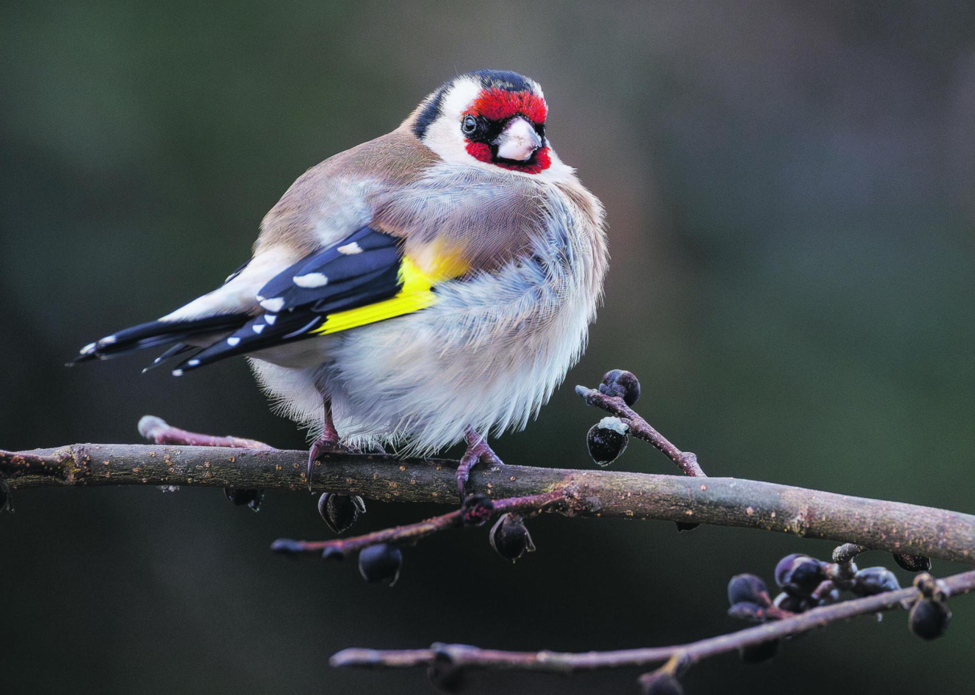 Bild des Tages - Das Bild wird blockiert. – Möglicherweise durch einen aktiven Adblocker.