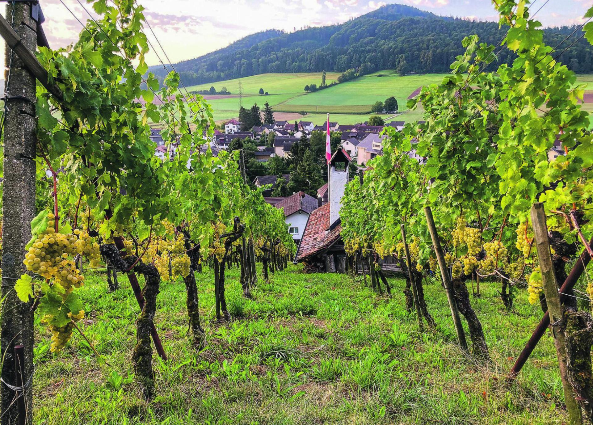 Neue Dirigentin und frische Reben