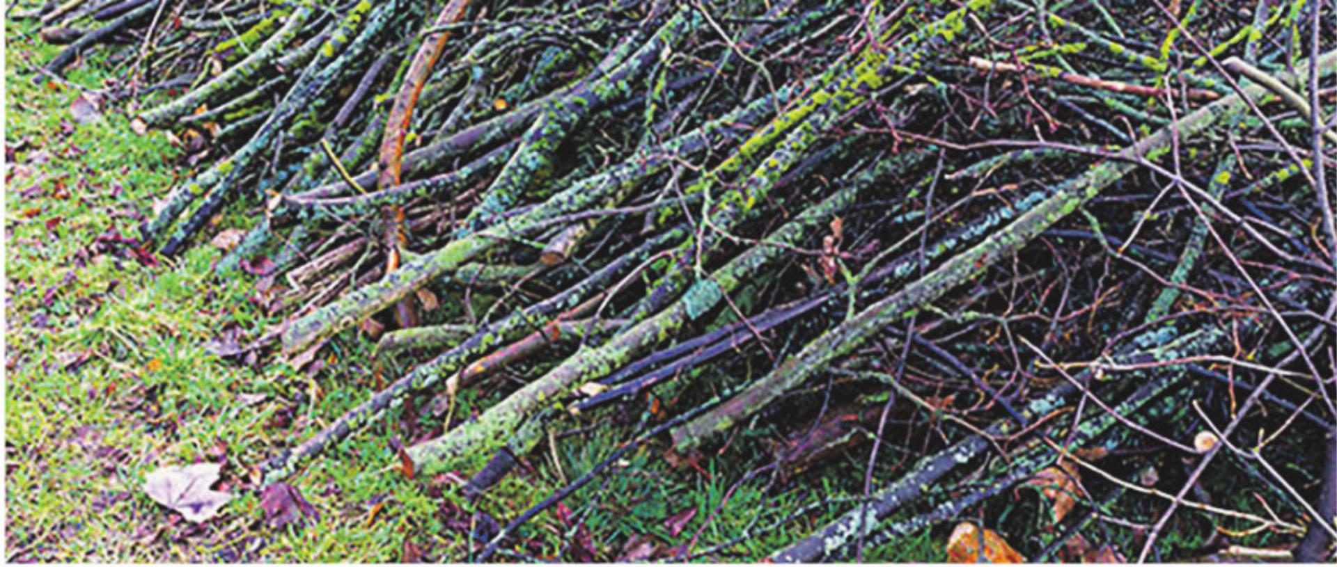 Information Häckselservice - Das Bild wird blockiert. – Möglicherweise durch einen aktiven Adblocker.