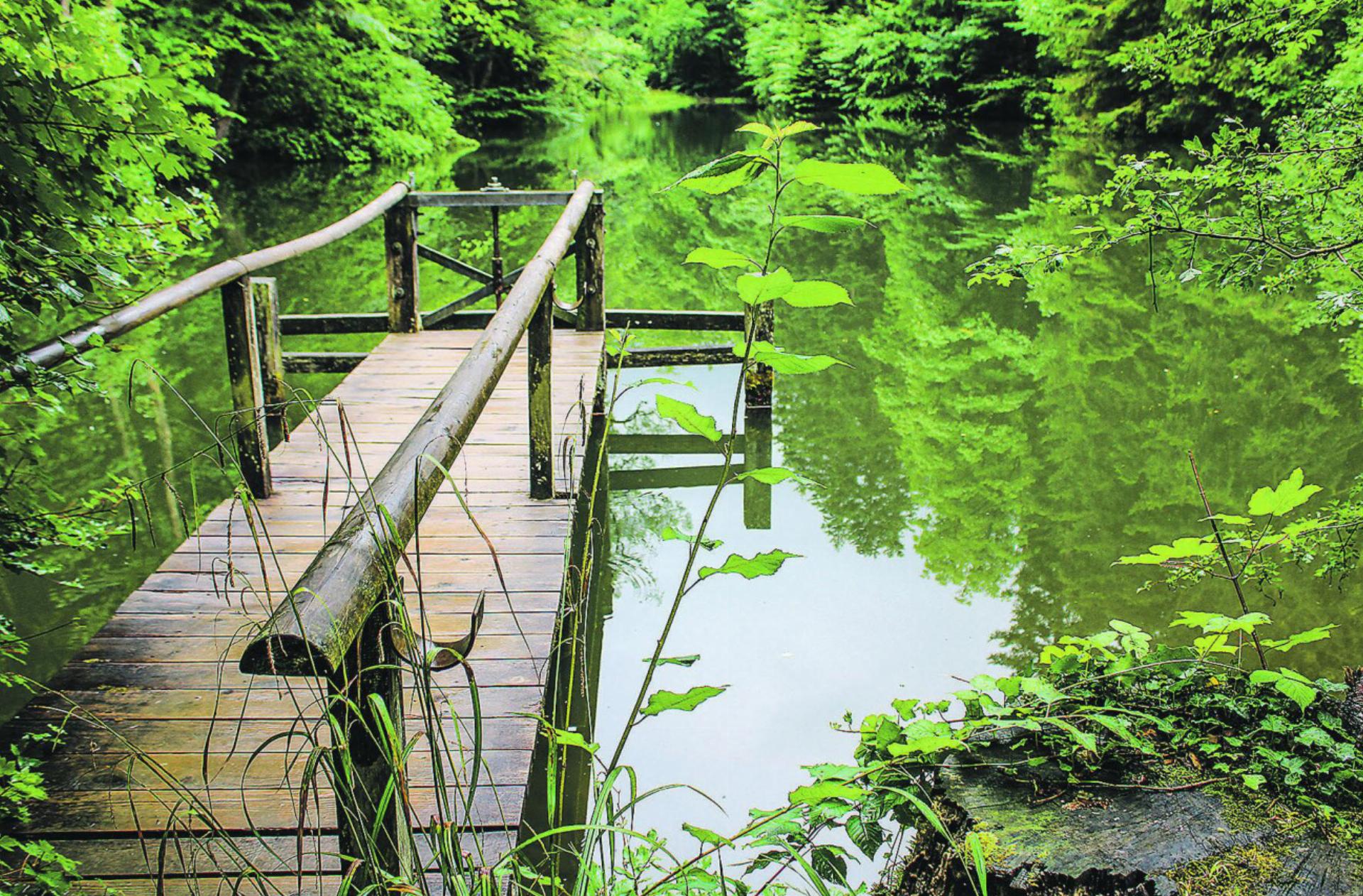 Vom Farenbachtobel zur Guhwilmühle – ein magischer Waldspaziergang