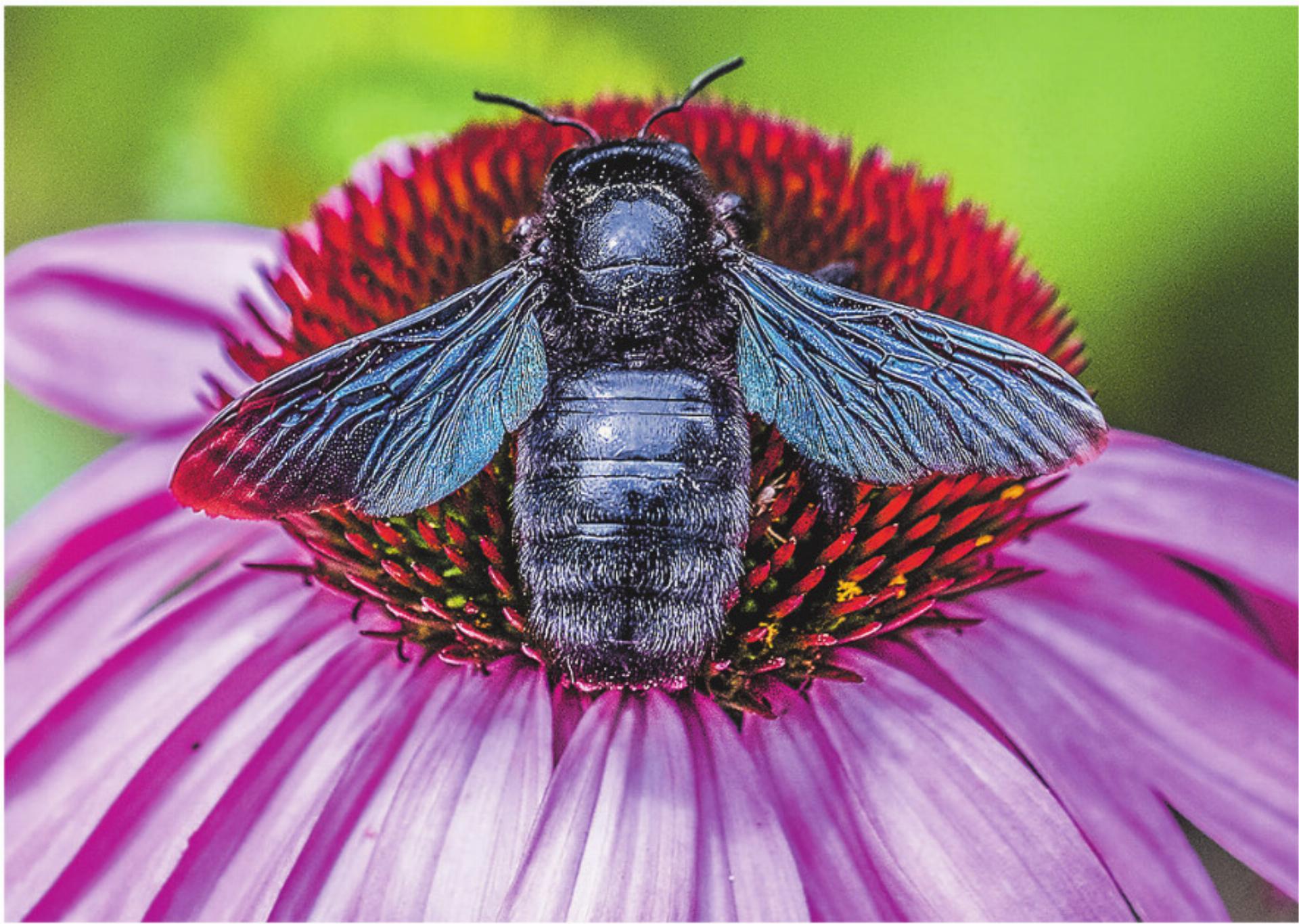Die Blauschwarze Holzbiene ist Biene des Jahres - Das Bild wird blockiert. – Möglicherweise durch einen aktiven Adblocker.