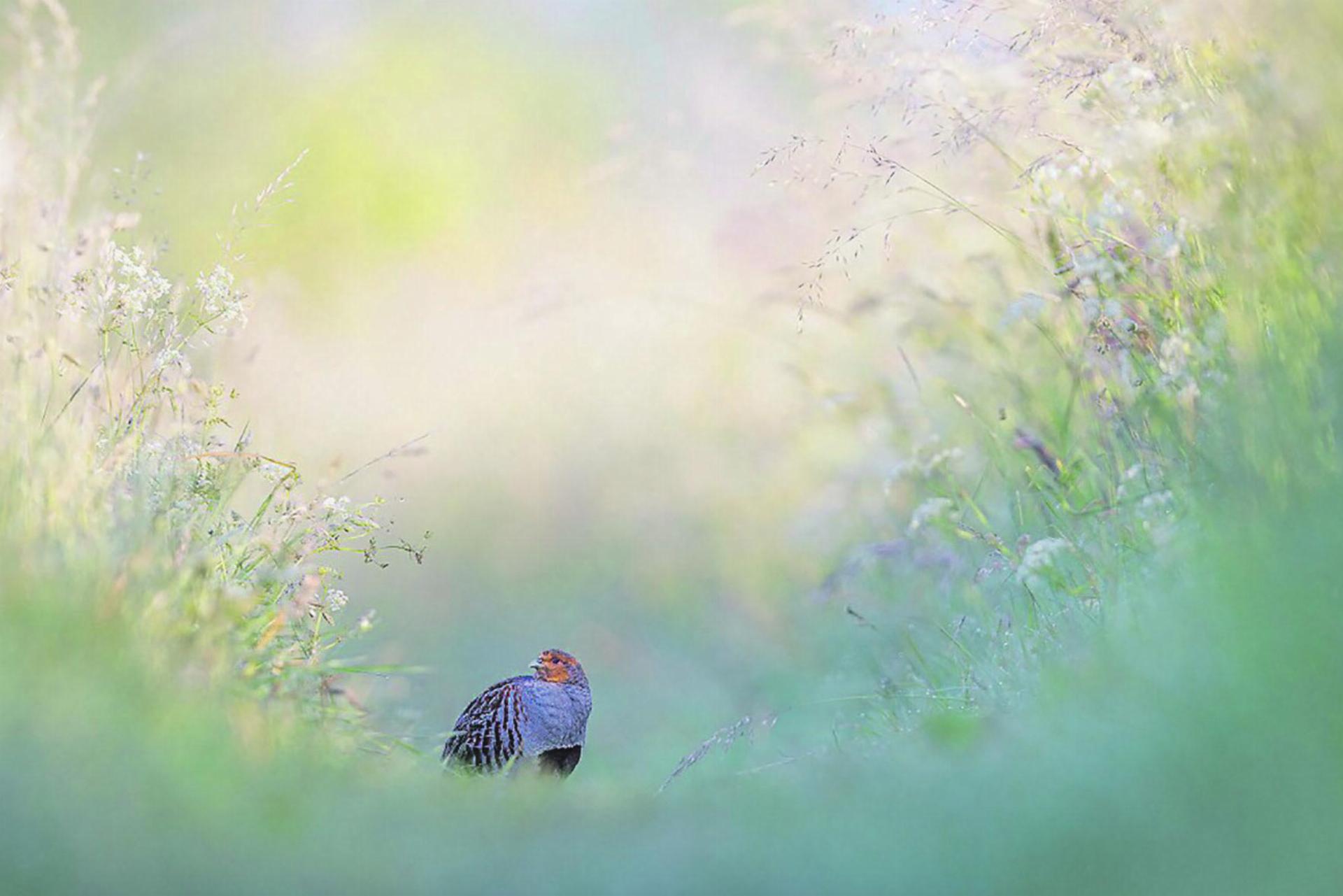 Preisgekrönte Vogelperspektiven