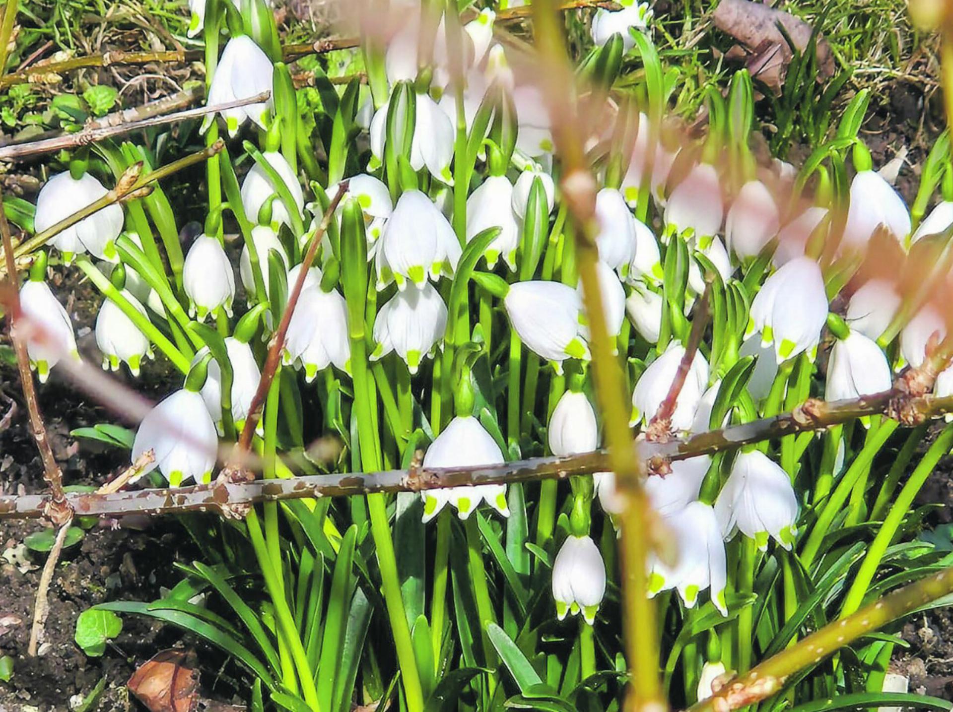 Hurra! Der Frühling ist da!