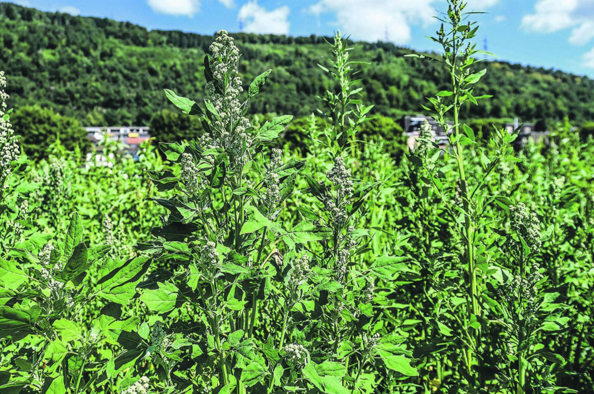 Pflanzliche Ernährung – Bauern bleiben auf der Strecke