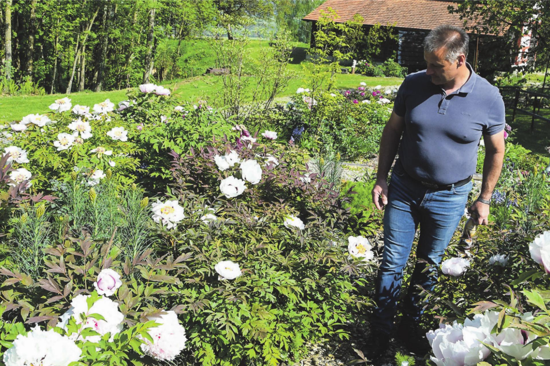 Die Päonien blühen wieder beim Schloss Wellenberg - Das Bild wird blockiert. – Möglicherweise durch einen aktiven Adblocker.