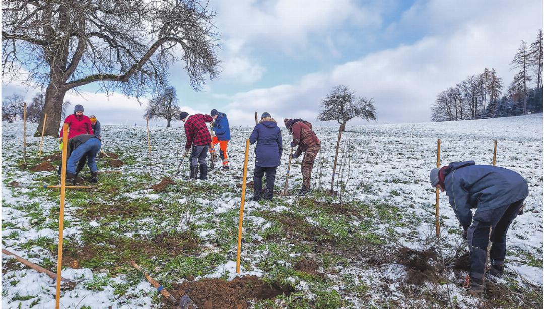 Heckenpflanzung auf dem Schneitberg. Heckenpflanzung auf dem Schneitberg.