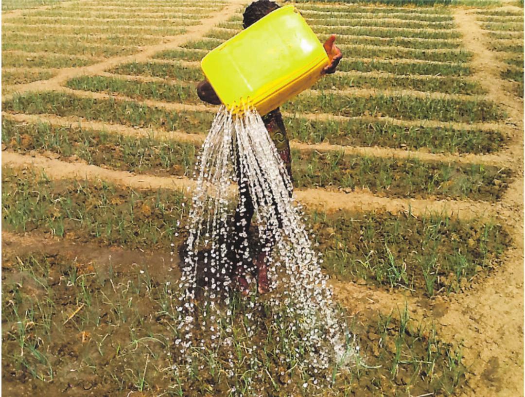 Bewässerung der Felder in Togo. Bilder: zVg Bewässerung der Felder in Togo. Bilder: zVg