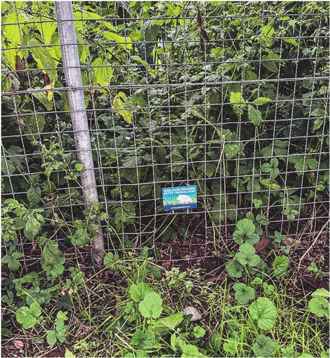 Beispiel eines Durchgangs für kleine Wildtiere in einem Maschendrahtzaun, mit entsprechender Plakette gekennzeichnet. Bild: www.stadtwildtiere.ch Beispiel eines Durchgangs für kleine Wildtiere in einem Maschendrahtzaun, mit entsprechender Plakette gekennzeichnet. Bild: www.stadtwildtiere.ch