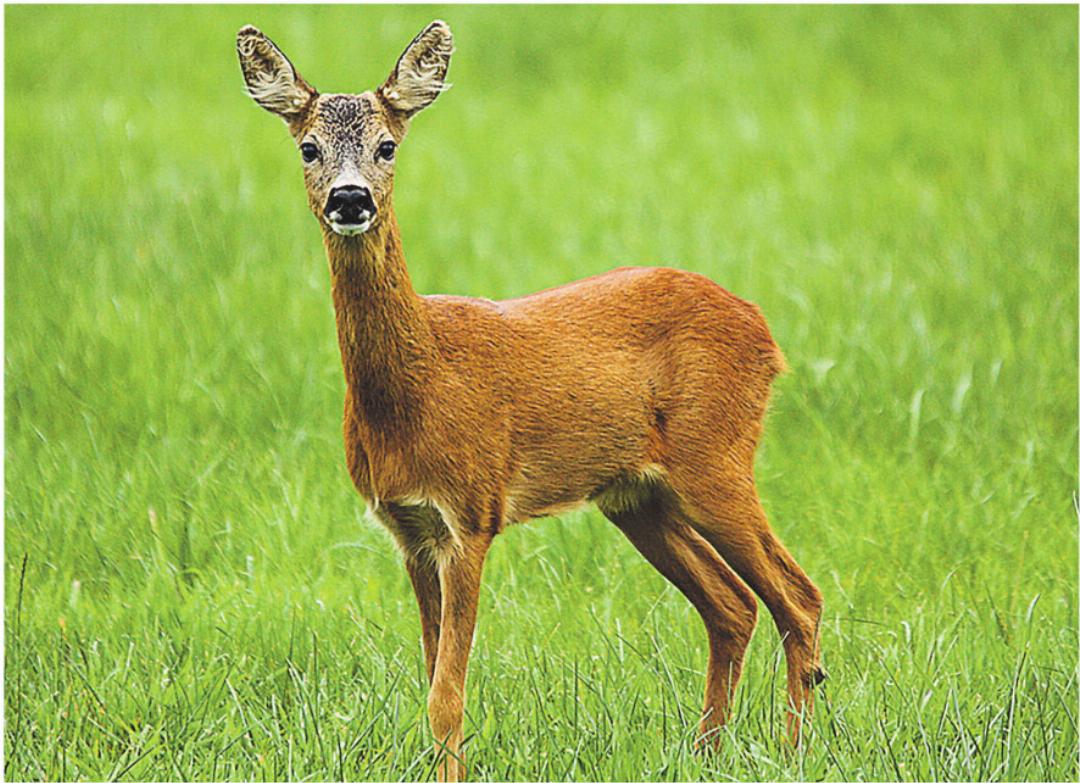 Auch die Jagdreviere Aadorf und Haselberg wurden neu verpachtet. Bilder: zVg Auch die Jagdreviere Aadorf und Haselberg wurden neu verpachtet. Bilder: zVg