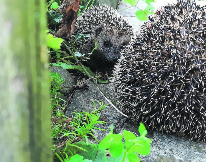 Morgenbesuch im Garten. Leserbild: Claudia Würms, Wittenwil