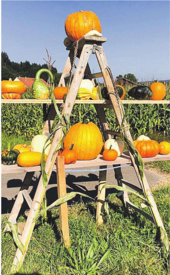 Auch dieses Jahr lädt der Iltishof in Ettenhausen TG zum traditionellen Kürbisfest ein. Bild: zVg