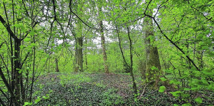 Beim Waldbaden wird das Wohlbefinden gesteigert und die Gesundheit gefördert. Bild: zVg