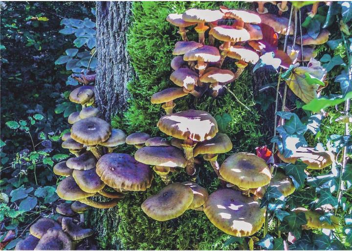 Leserbild: Monika Specker, Häuslenen