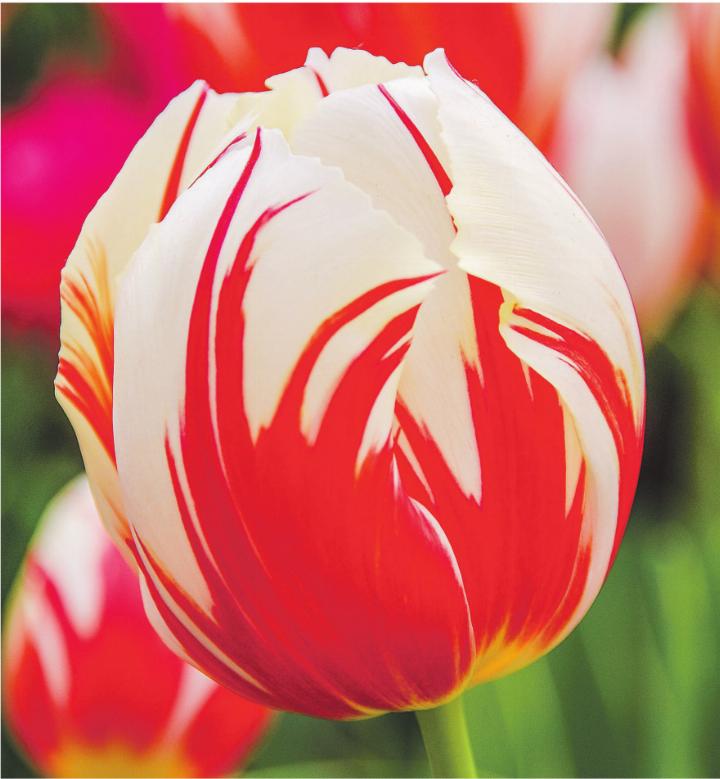 Bilder: JardinSuisse