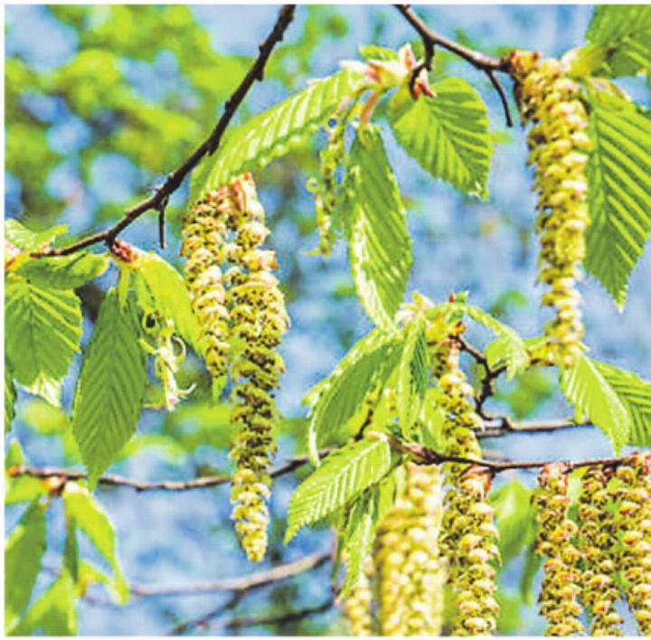 In der Schweiz hat die Birkenblüte begonnen. Bild: iStock.com