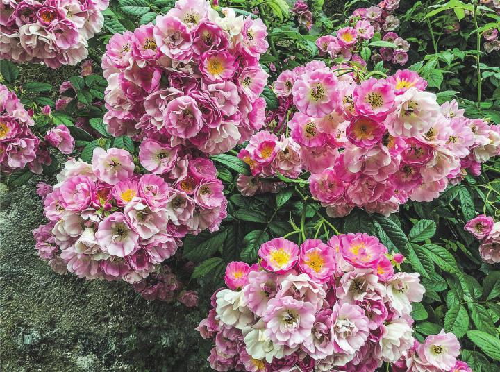 Wunderschöne Strauchrose, was die Bienen sehr lieben. Fotografiert in der Kartause Ittigen. Leserbild: Monika Specker, Häuslenen.