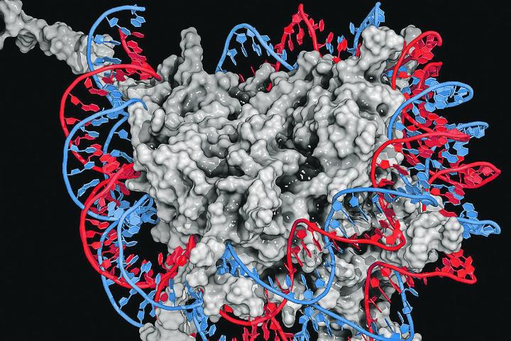 Strukturmodell eines Nukleosoms: Die Erbsubstanz DNA (rot-blau) ist dicht um die Histonproteine (grau) gewickelt. Bild: zvg
