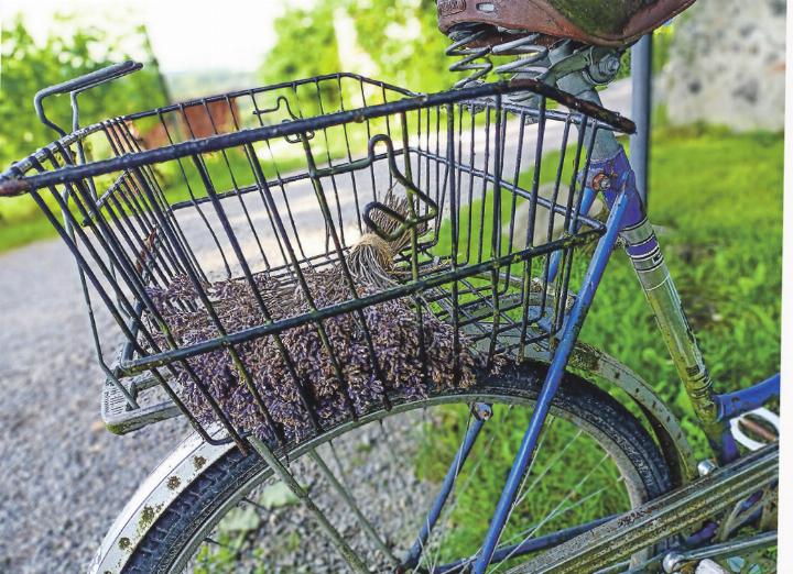 Wird dieser Lavendel in Duftsäckchen gefüllt? Leserbild: Irène Schweizer, Elgg