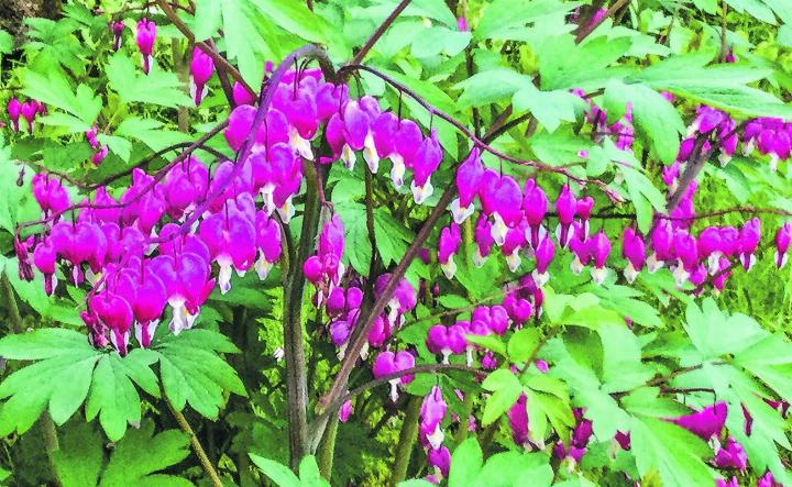 Das Tränende Herz (Dicentra spectabilis), auch bekannt als Herzblume. Leserbild: Monika Specker, Häuslenen