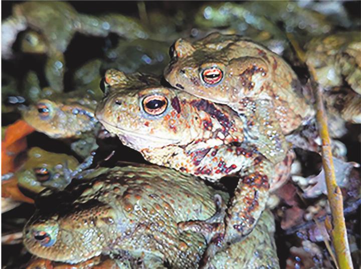 Kröten auf dem Weg zu ihrem Laichgewässer.