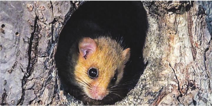 Herzige Bilder und viele Informationen erwarten die Besucherinnen und Besucher bei den drei Marderarten unseres Landes – und bei den niedlichen Langschläfern Haselmaus und Siebenschläfer. Bild: Kurt Baltensperger