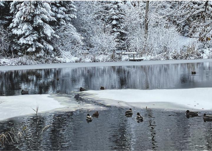 Erster Schnee am Eisweiher. Leserbild: Irene Reichen Aadorf