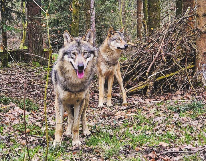 Romulus (vorne) und Tara (hinten) habe Nachwuchs bekommen. Bild: stadt.winterhur.ch