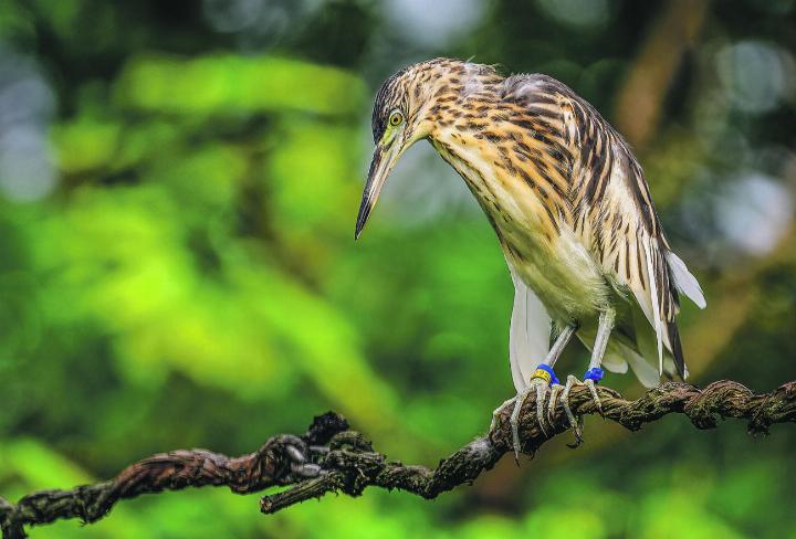 Der wenig anpassungsfähige Dickschnabelreiher zählt zu den am stärksten bedrohten Reiherarten überhaupt. Foto: Zoo Zürich, Fabio Süess