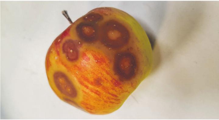 Die Lentizellenfäulnis befällt Kernobst erst Monate nach der Ernte – das Projekt INNO-STOCK sucht nach Lösungen. Bild: Agroscope.ch