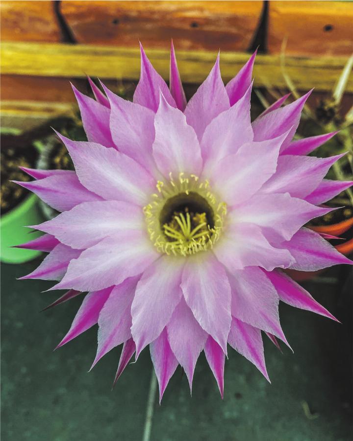 Eine Schönheit! Die Blüte eines Bauernkaktuses (Echinopsis oxygona). Leserbild: Herta Michael, Elgg