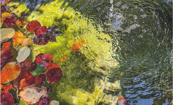 Herbst im Städtli-Brunnen. Leserbild: Julia Steube, Elgg